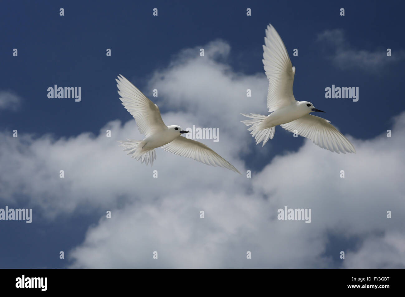 Flying Fairy Tern uccelli Foto Stock