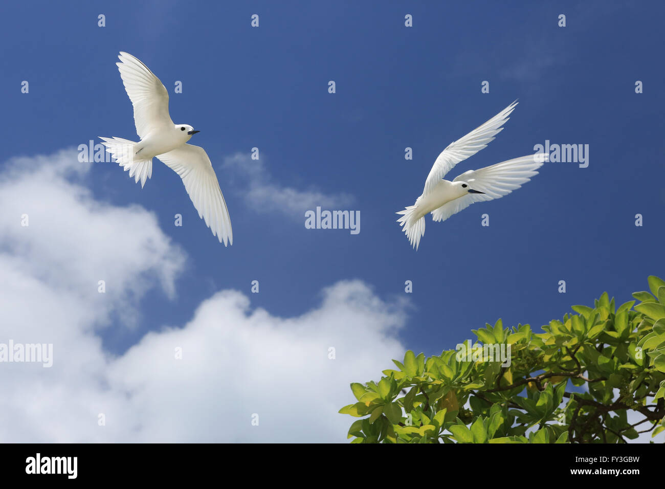 Flying Fairy Tern uccelli Foto Stock