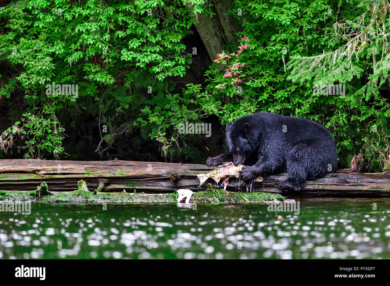 A coastal Black Bear artigli fuori un Salmone Chum dal fiume, Tongass National Forest nel sud-est dell Alaska. Orsi neri dipendono in Foto Stock