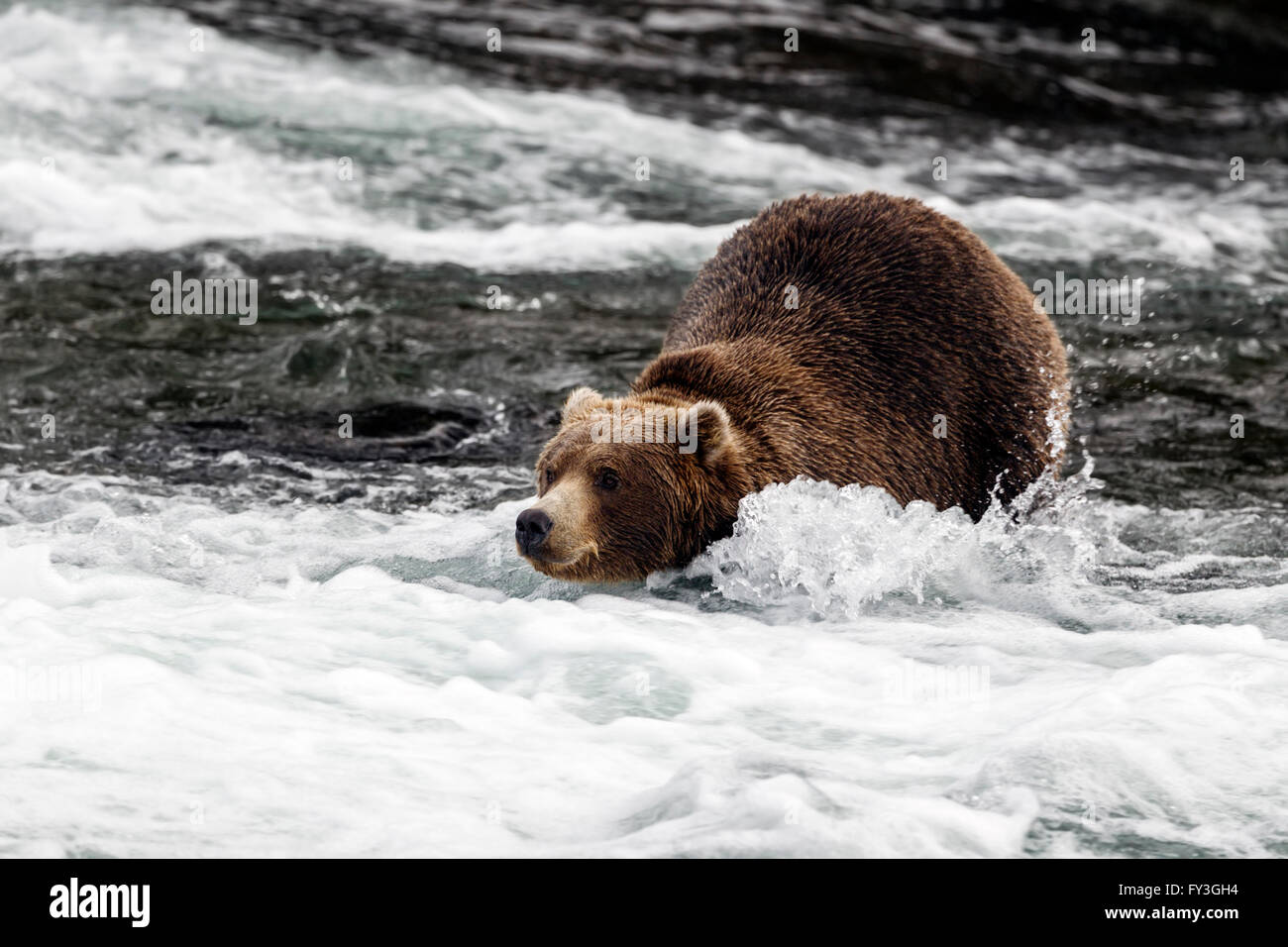 Maschio di orso bruno caccia salmoni presso Brooks Falls, Katmai National Park, Alasja Foto Stock