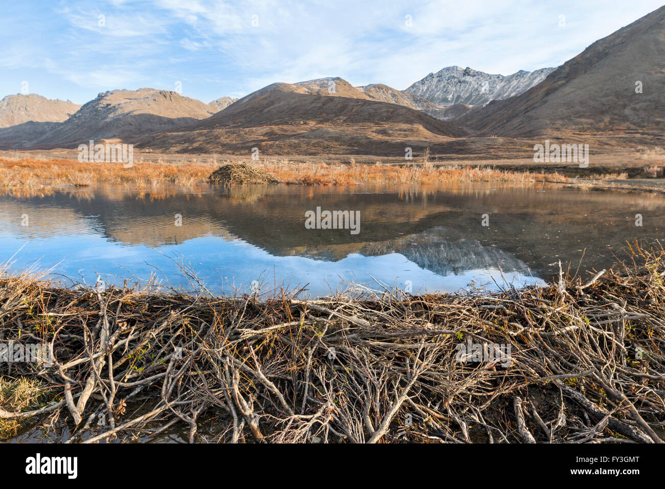 A Beaver Dam e stagno che riflette la gamma Alaska montagne. Foto Stock