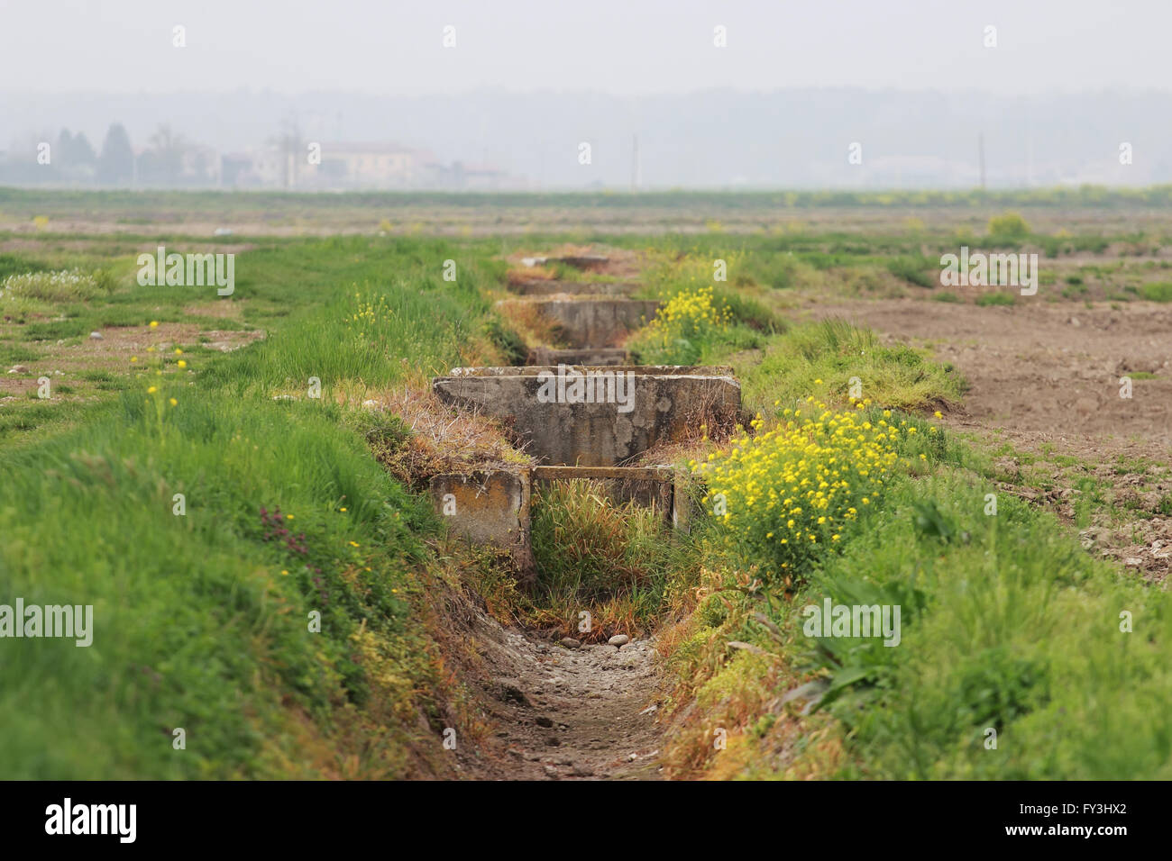 Raccolti di riso di fognature nella provincia di Novara Piemonte, Italia Foto Stock