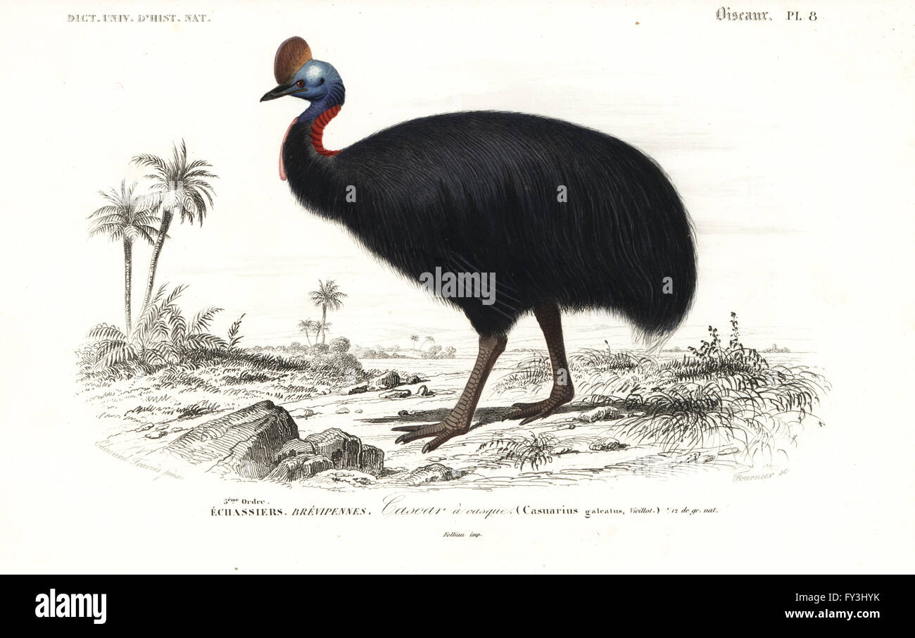 Sud, casuario Casuarius casuarius (Casuarius galeatus). Handcolored incisione di Fournier dopo una illustrazione da Edouard Travies da Charles d'Orbigny's Dictionnaire Universel d'Histoire Naturelle (Dizionario di storia naturale), Paris, 1849. Foto Stock