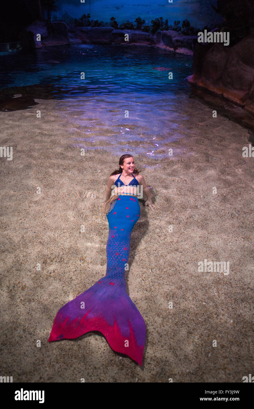 Mermaid nuoto a Myrtle Beach Acquario. Foto Stock