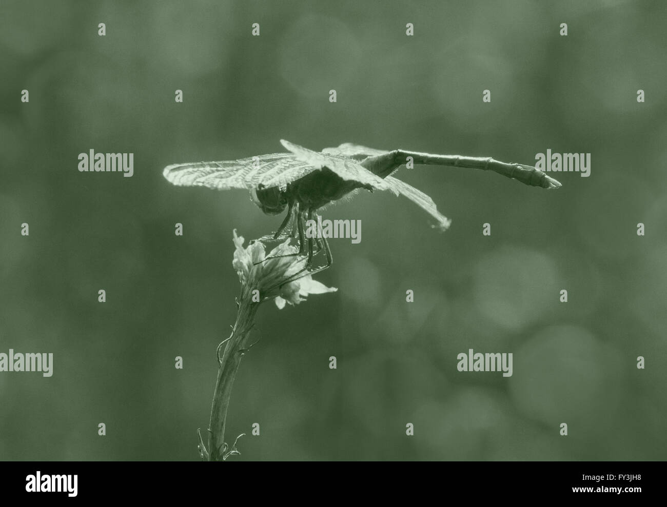 Close up di libellula su impianto a secco Foto Stock