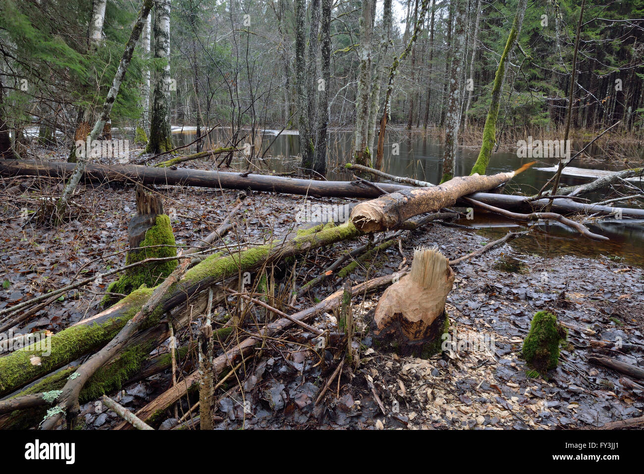 Gli alberi che sono stati rosicchiati dai castori sulla riva del fiume Foto Stock