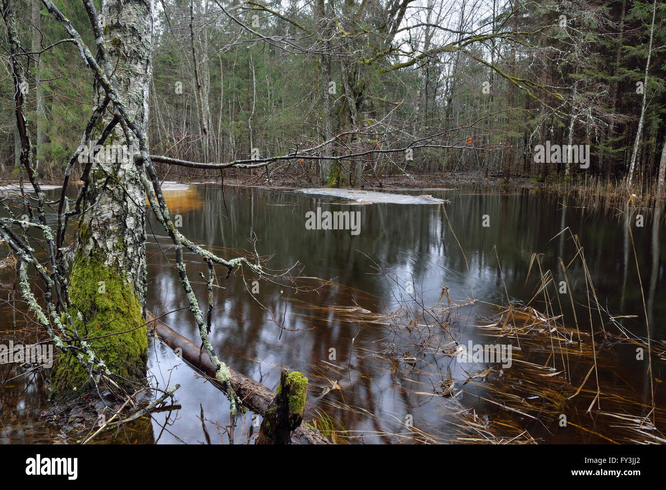 Alluvione del fiume nella foresta in Soomaa National Park Foto Stock