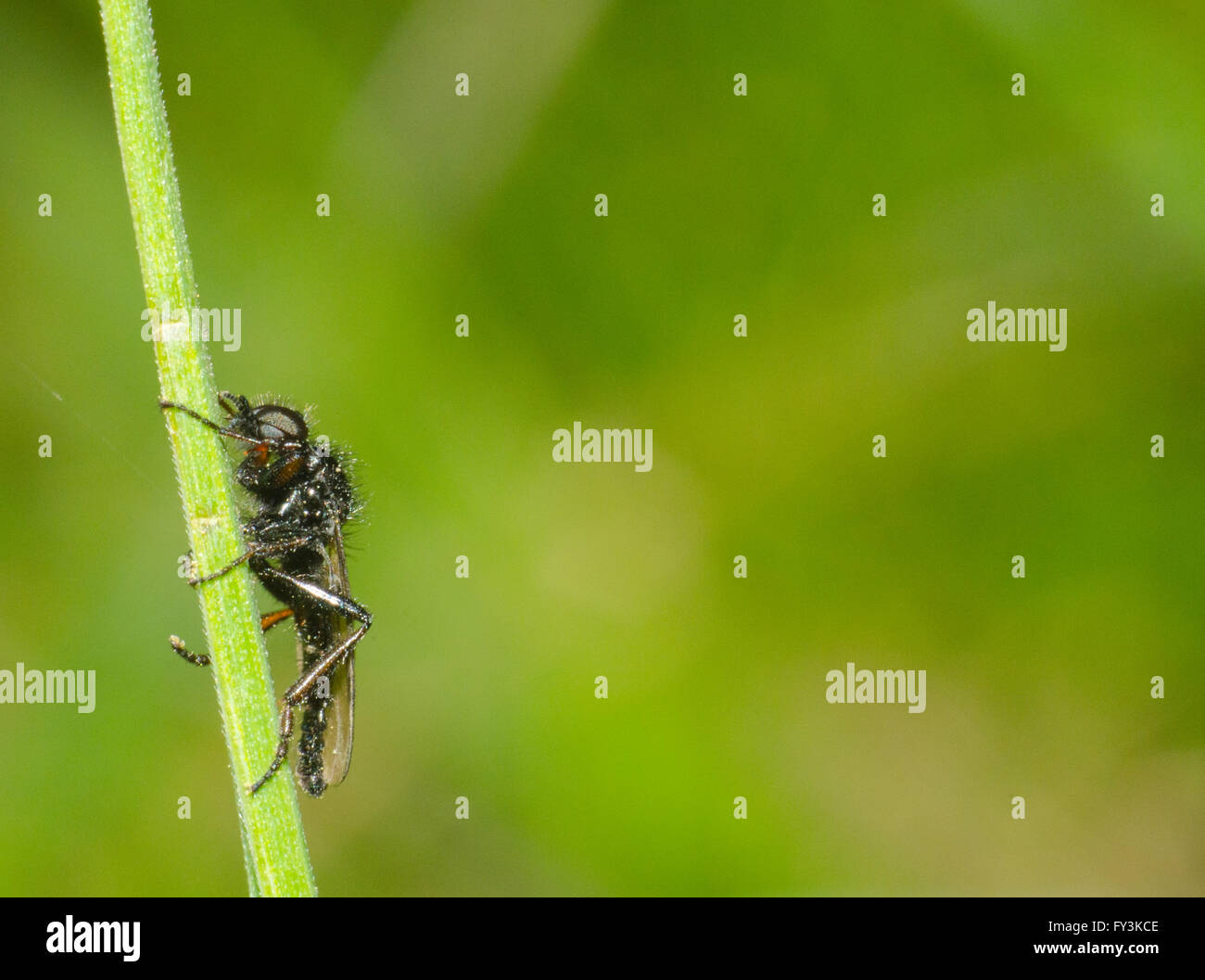 Assassin fly appollaiate su un pezzo di erba Foto Stock