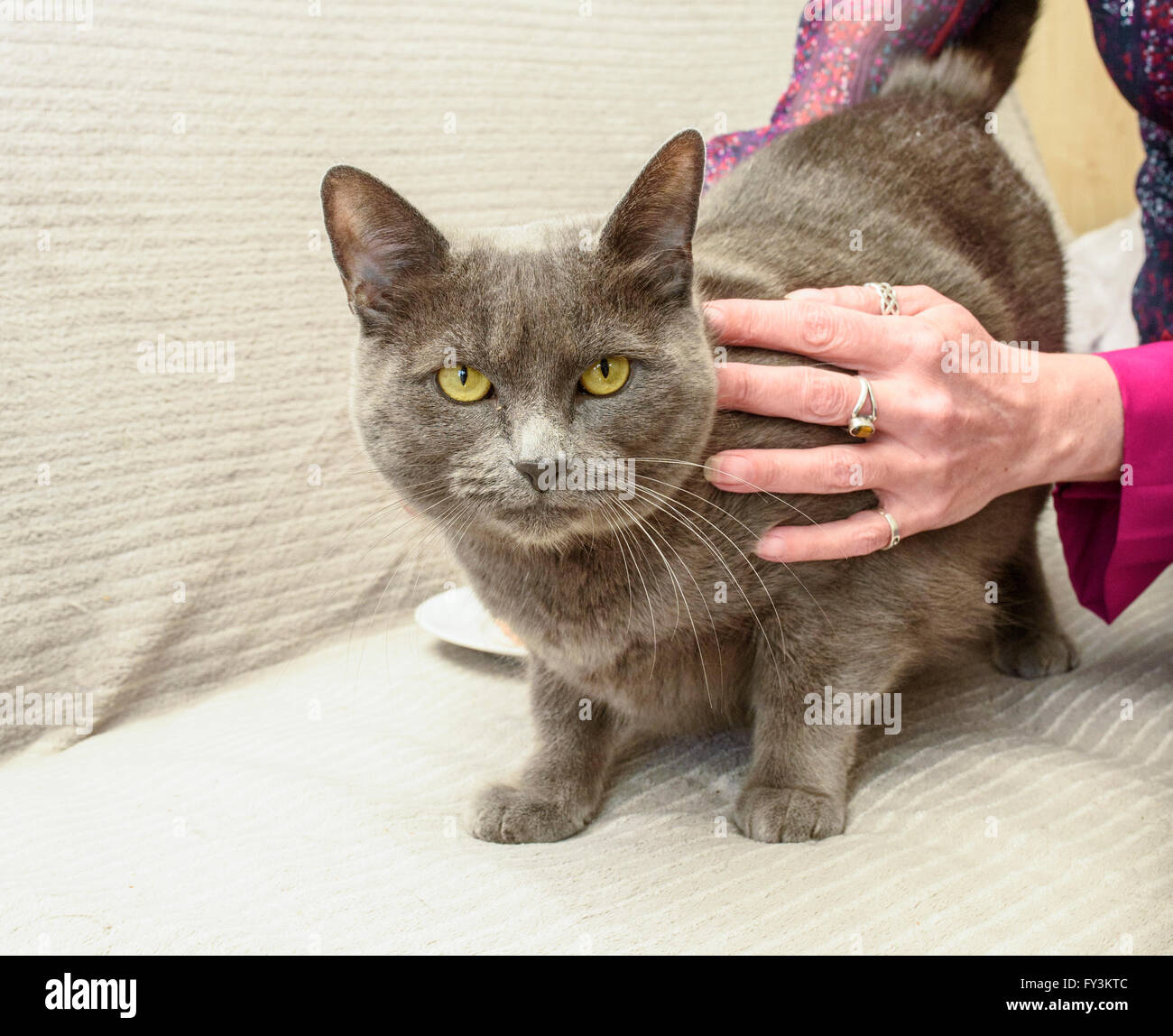 Belga Blue cat in posizione di fine corsa sul divano Foto Stock