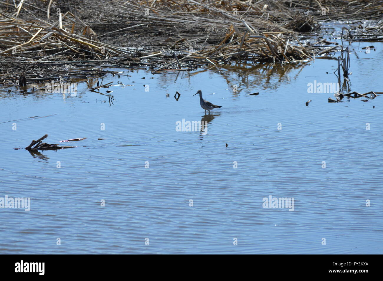 Bird con gambe lunghe e becco in zona umida Foto Stock