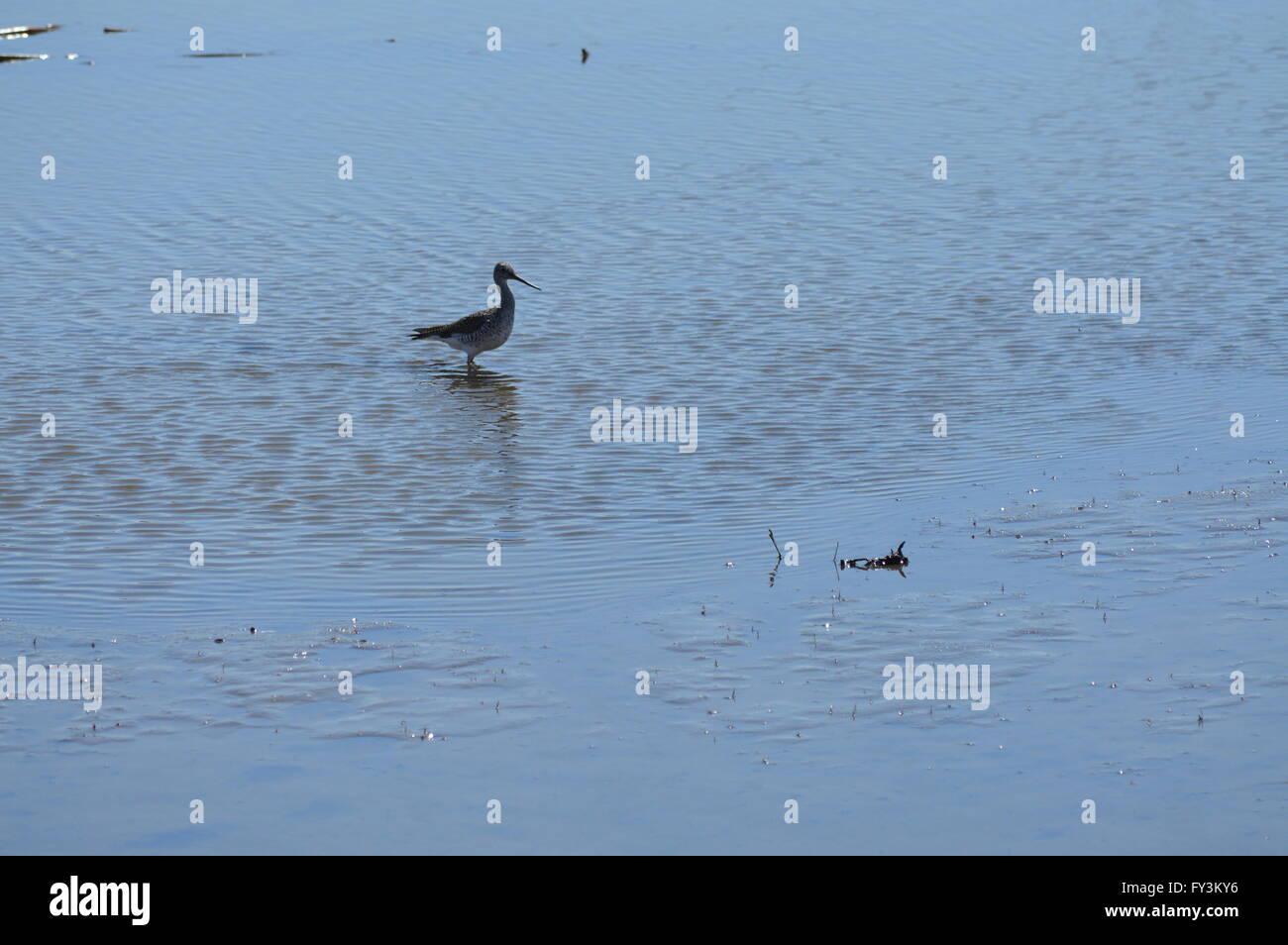 Bird con gambe lunghe e becco in zona umida Foto Stock