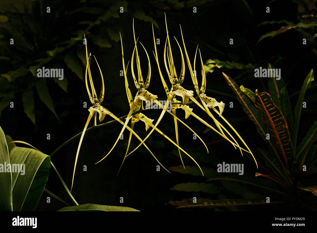 Insolito cercando orchidea gialla specie con aspetto elfish dai tropici Brassia verrucosa, nativo dal Messico al Brasile. Foto Stock