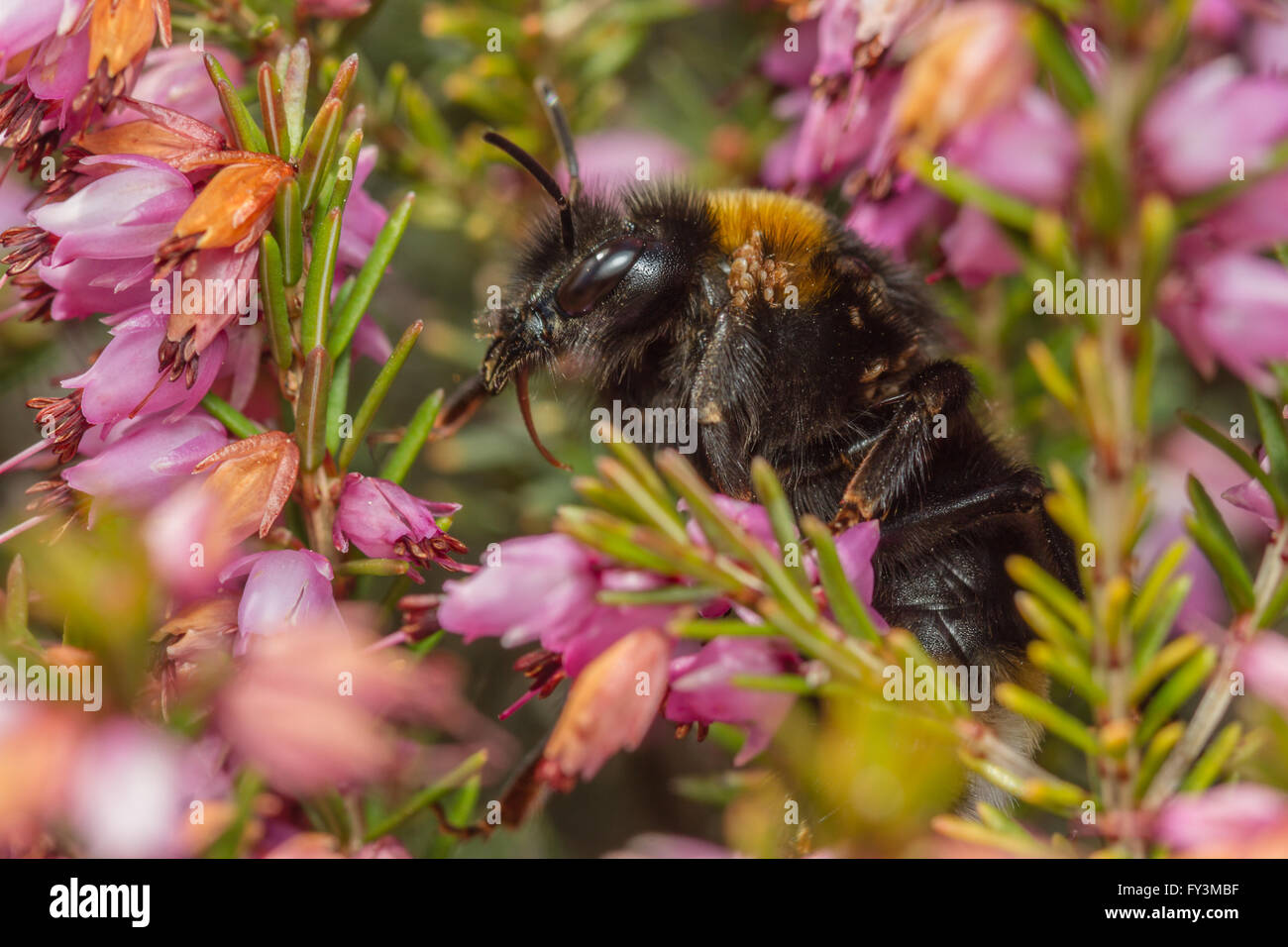 Buff-tailed Bumblebee (Bombus terrestris) alimentazione su heather fiori Foto Stock