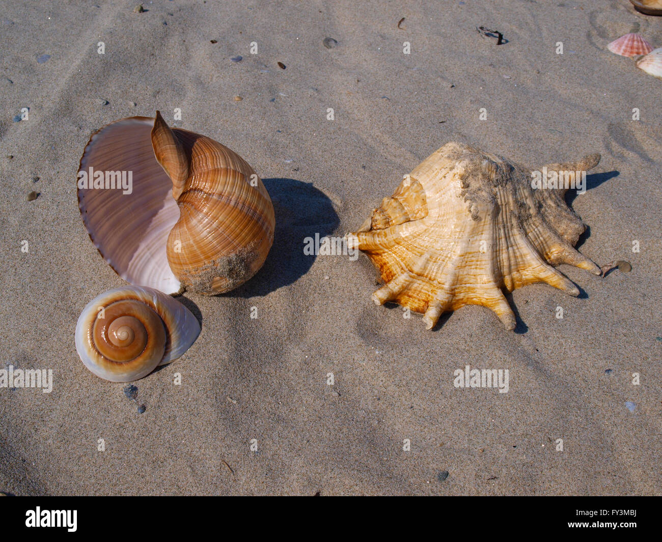 Conchiglie di mare, sabbia, naturale Foto Stock
