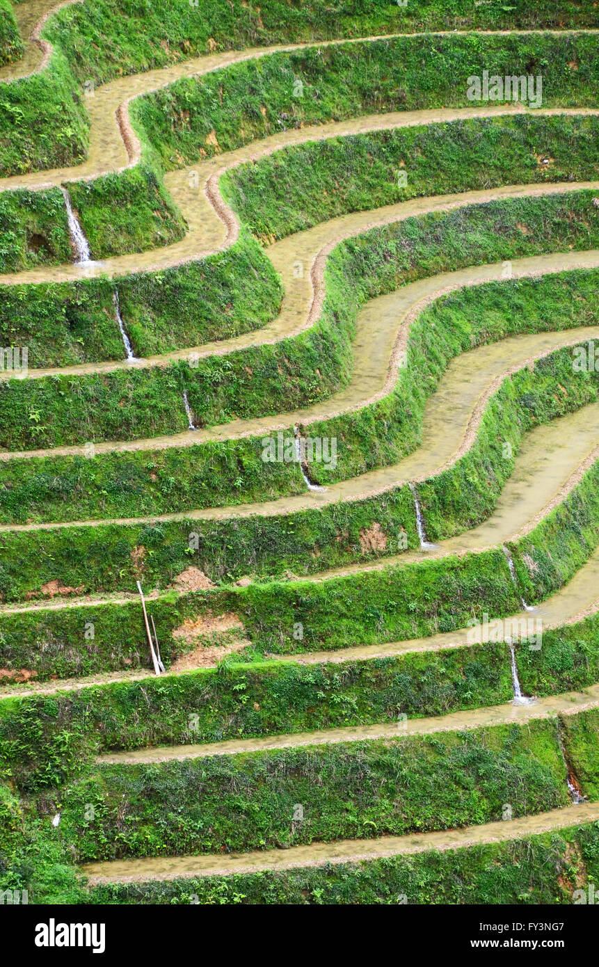 Dragon's Backbone terrazze di riso, Dazhai, Cina Foto Stock