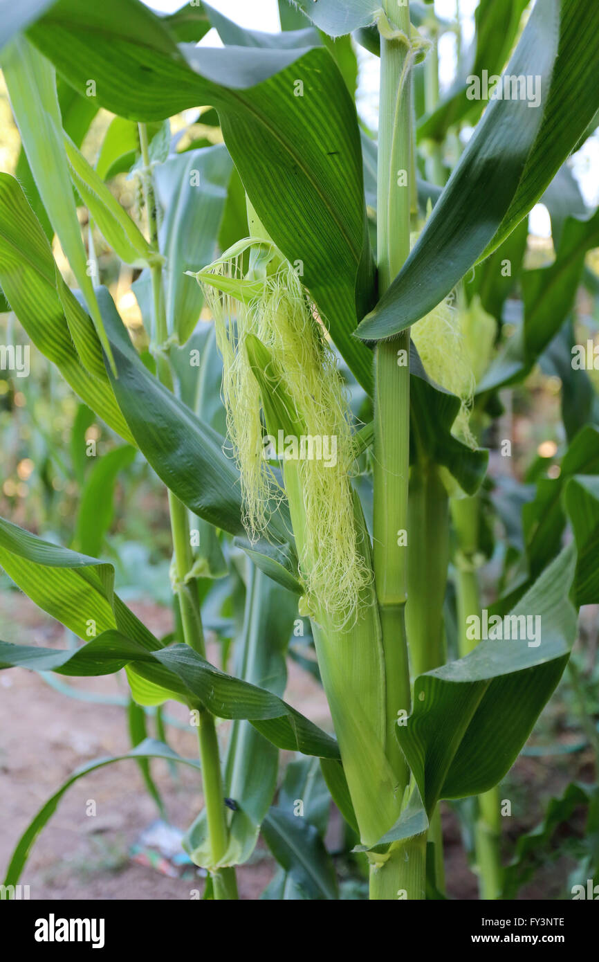 Il bambino precoce del mais in un orto. Foto Stock