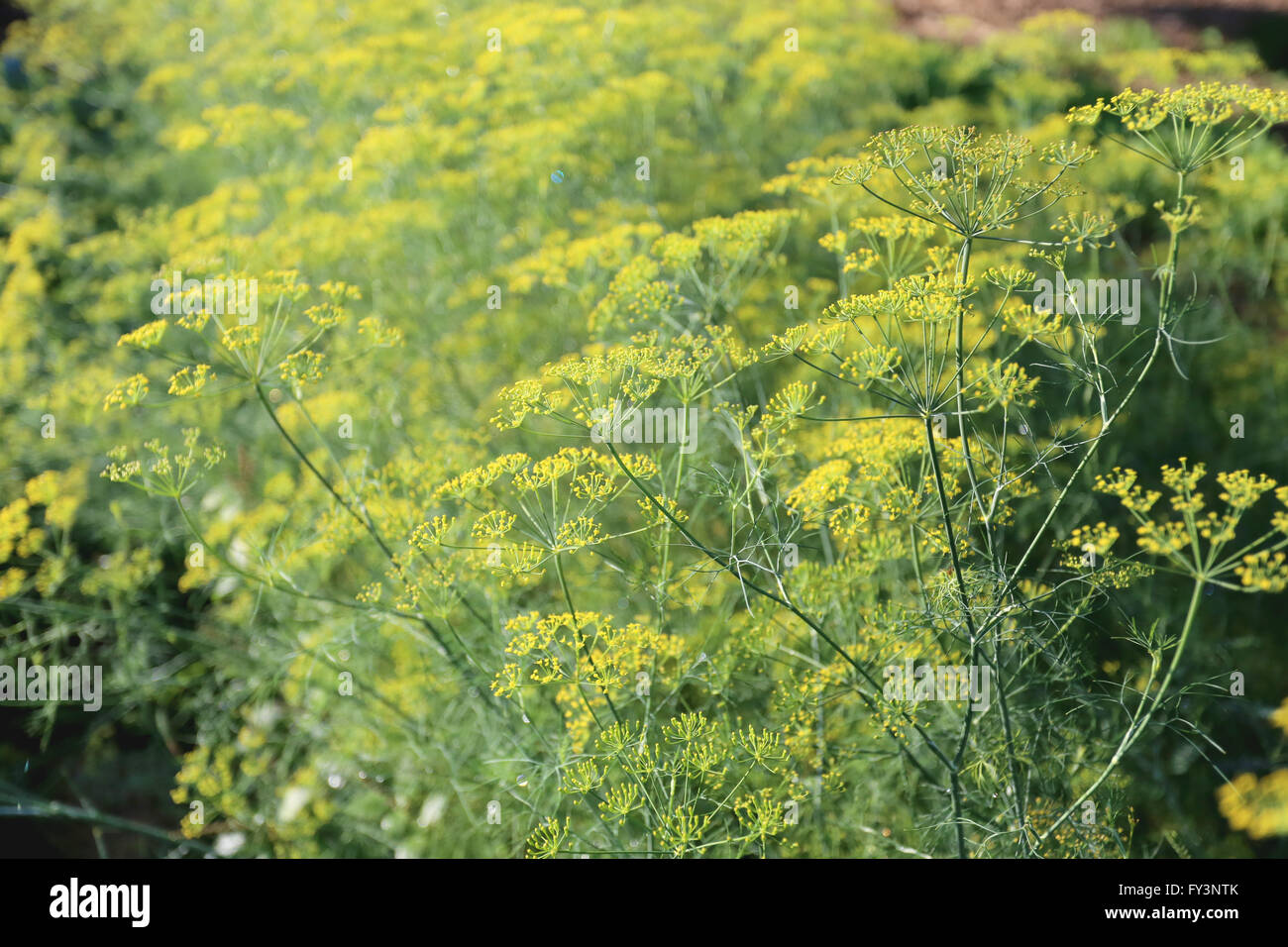 Cavolo cinese fiori di colore giallo è in fiore nel giardino vegetale. Foto Stock