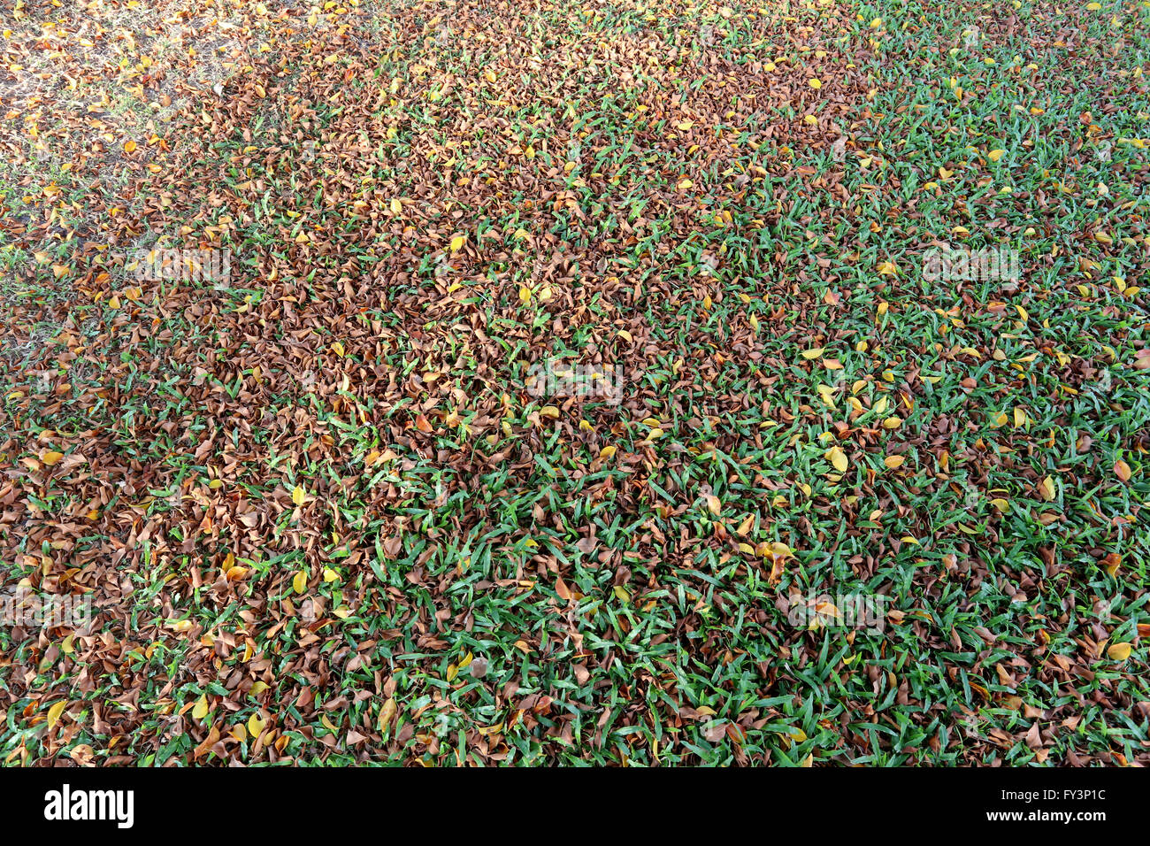 Foglie di autunno sul prato per sfondo naturale. Foto Stock