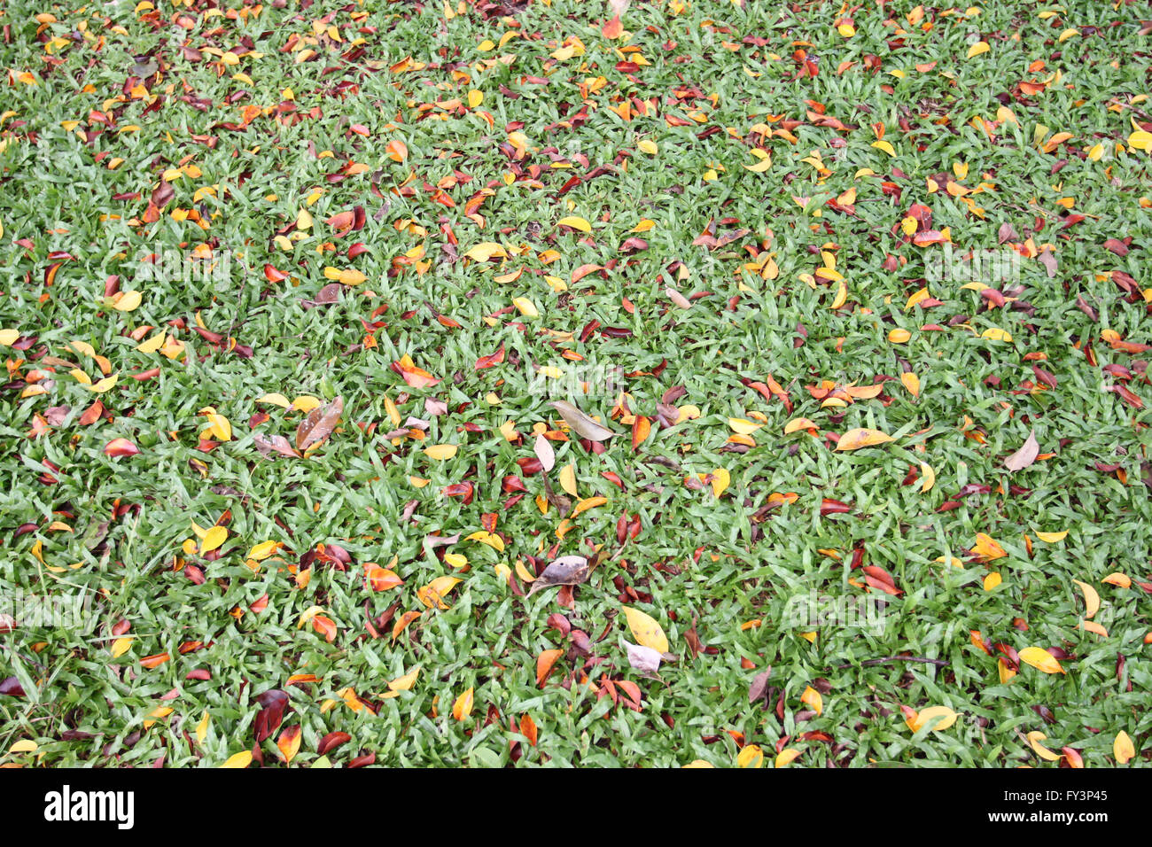 Prato verde hanno un foglie secche mescolate in primavera per la progettazione dello sfondo. Foto Stock