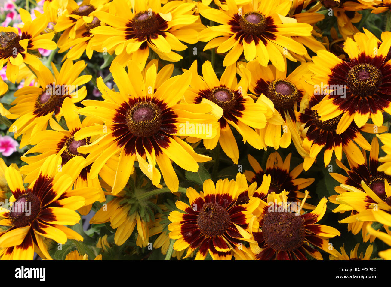 Un giallo fiore rudbeckia Foto Stock