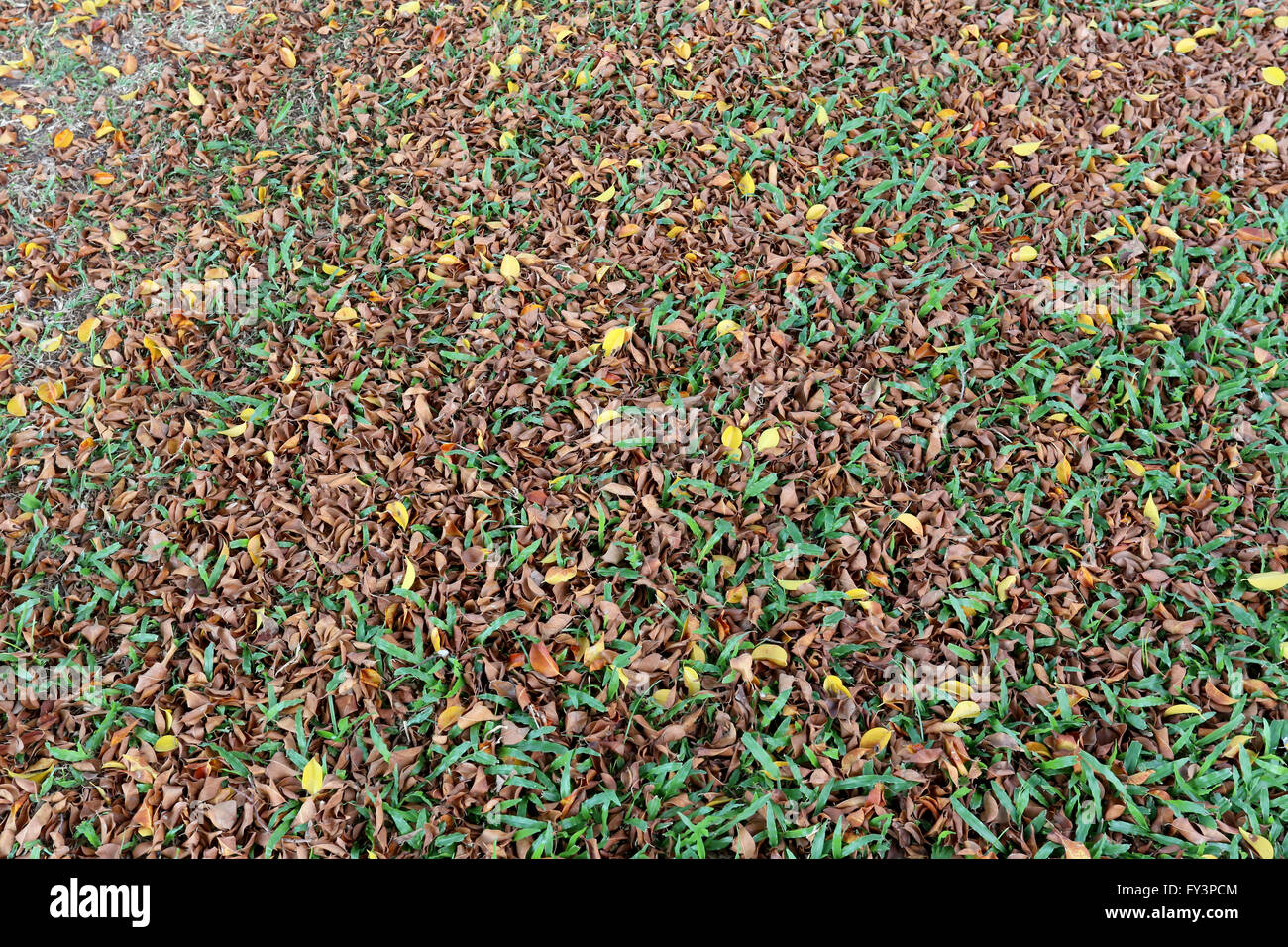 Foglie di autunno sul prato per sfondo naturale. Foto Stock