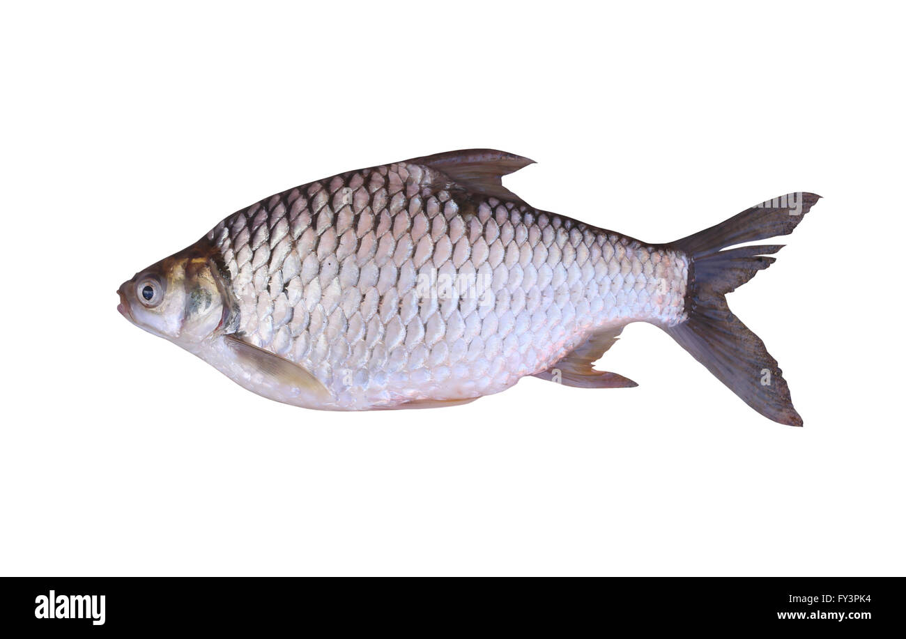 Cyprinidae o argento barb è in pesci di acqua dolce su sfondo bianco e sono tracciati di ritaglio. Foto Stock