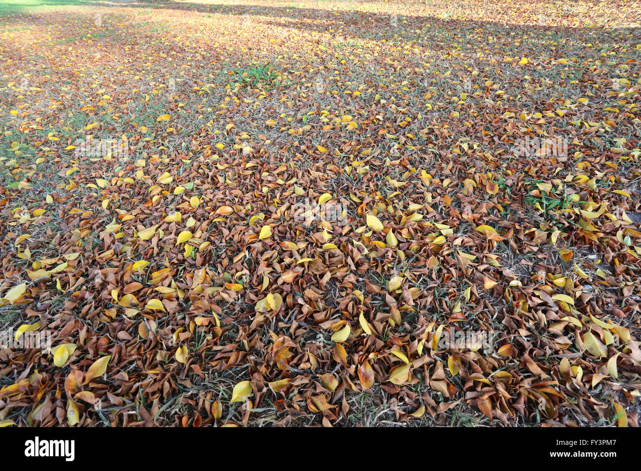 Un raggio di sole sulle foglie di autunno sul prato per sfondo naturale. Foto Stock