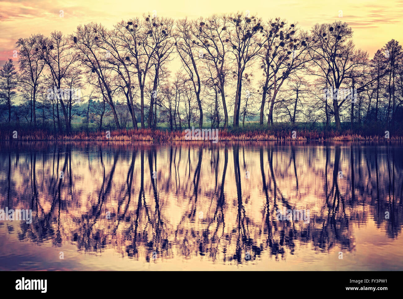 Vintage tonica tree silhouettes riflessa in un lago di sunrise. Foto Stock