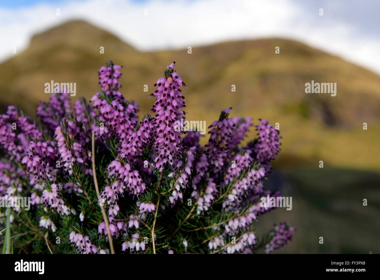 Close-up di heather heath nel selvaggio scozzese. Foto Stock