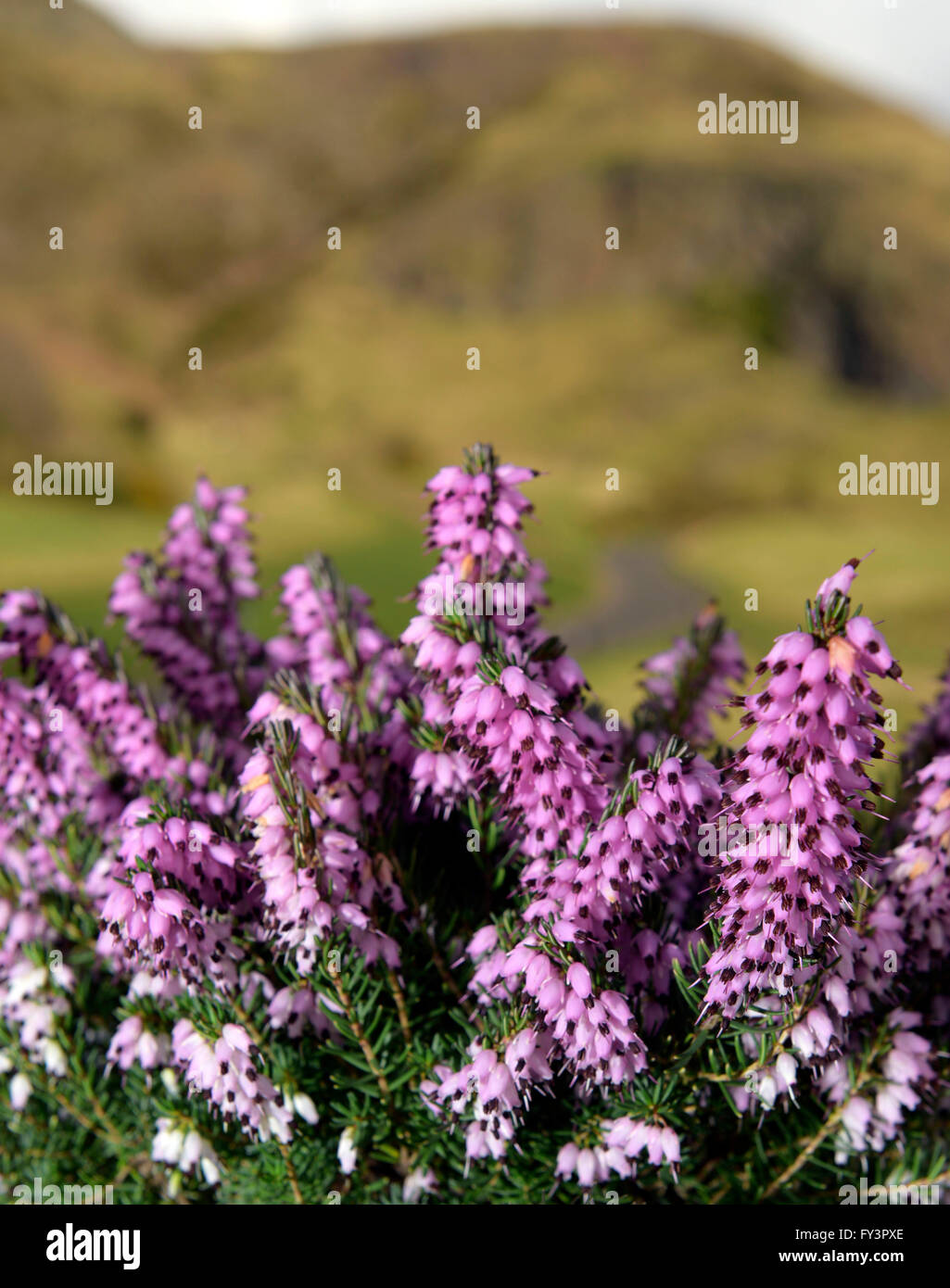 Close-up di heather heath nel selvaggio scozzese. Foto Stock
