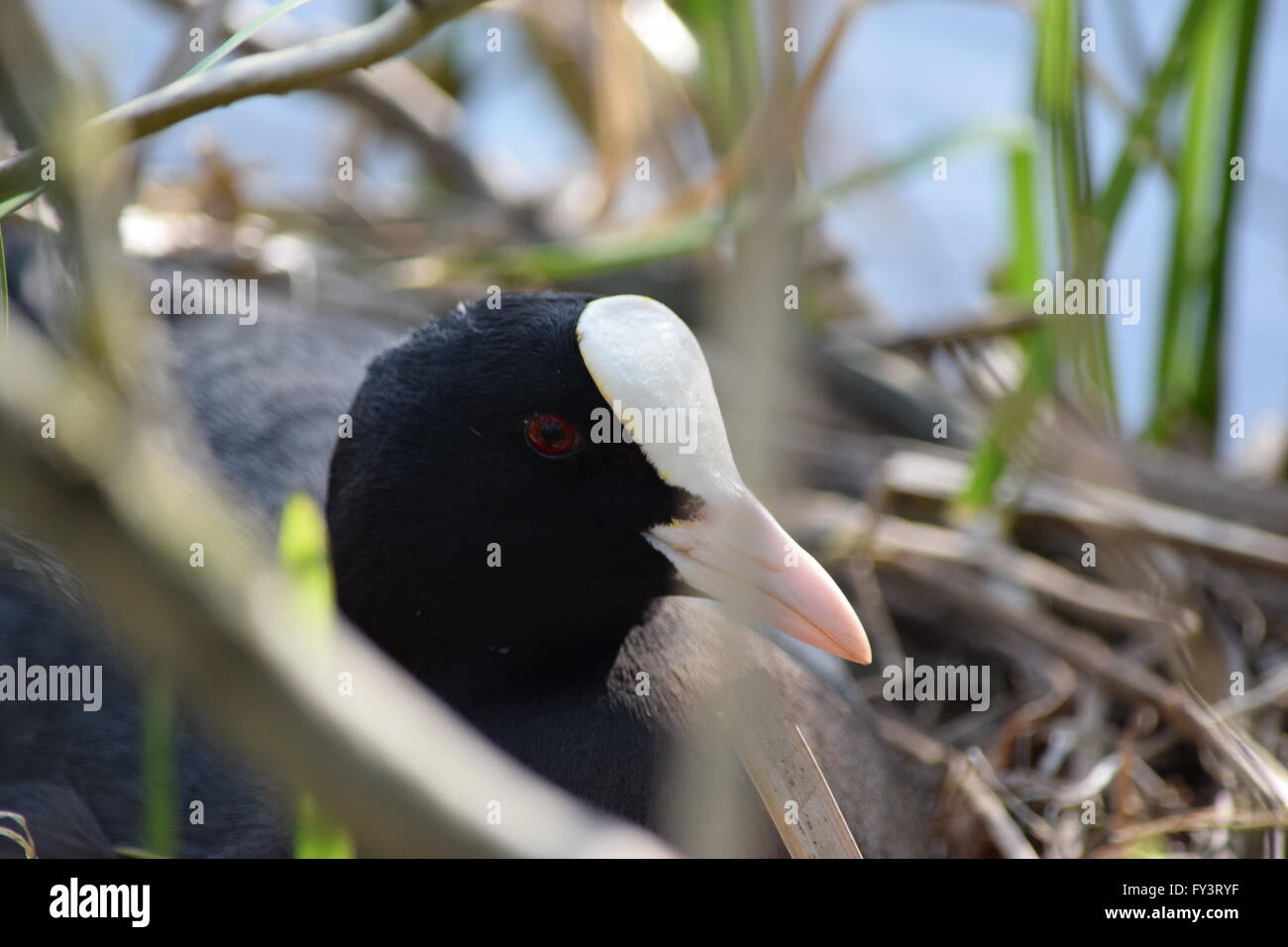 Coot. Piccolo uccello d'acqua. Foto Stock