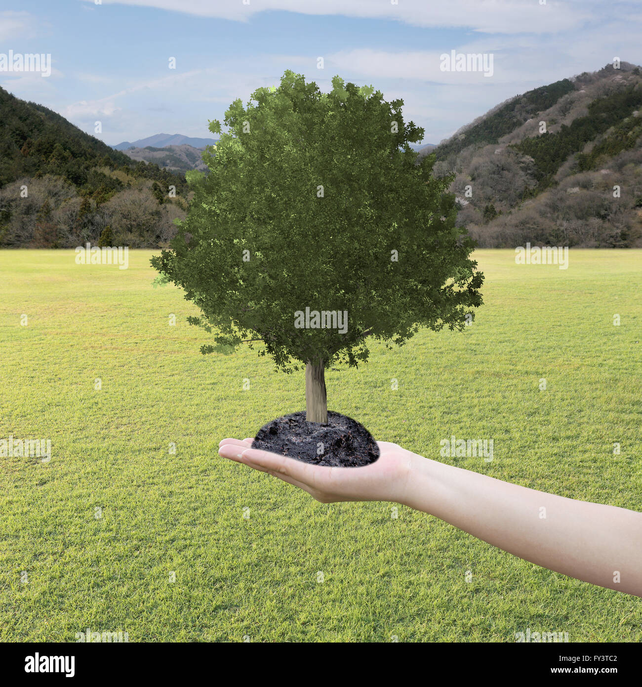 Grande Albero cresciuto in mano e prato,concetto della conservazione della natura e la piantagione di alberi. Foto Stock