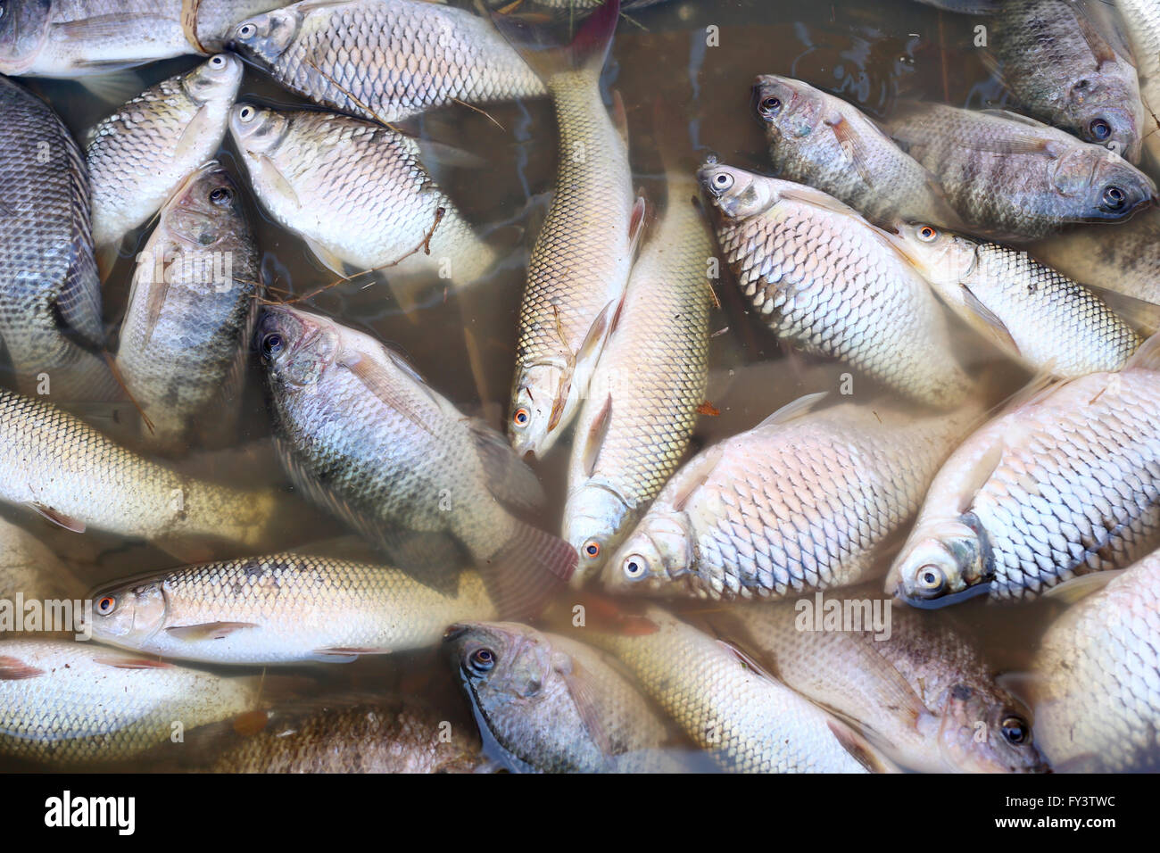 Pesci morti a causa delle acque reflue dalla fabbrica industriale. Foto Stock
