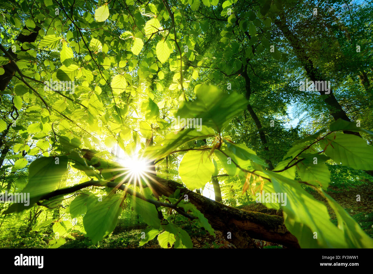 Raggi di sole splendente splendidamente attraverso il verde delle foglie di un bosco di faggi appena sopra il suolo della foresta Foto Stock