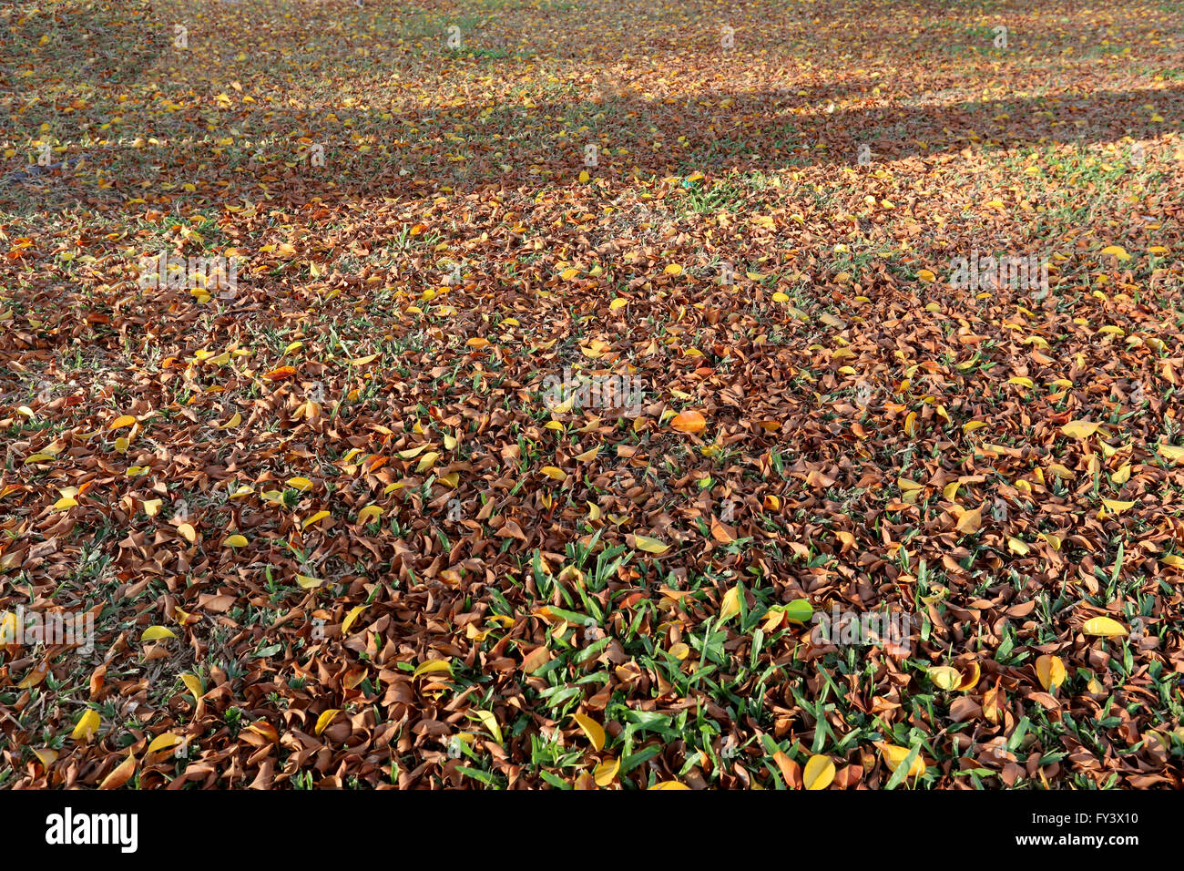 Un raggio di sole sulle foglie di autunno sul prato per sfondo naturale. Foto Stock