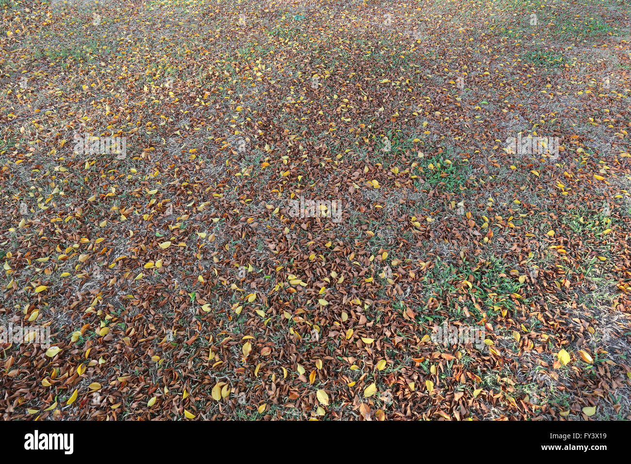 Foglie di autunno sul prato per sfondo naturale. Foto Stock