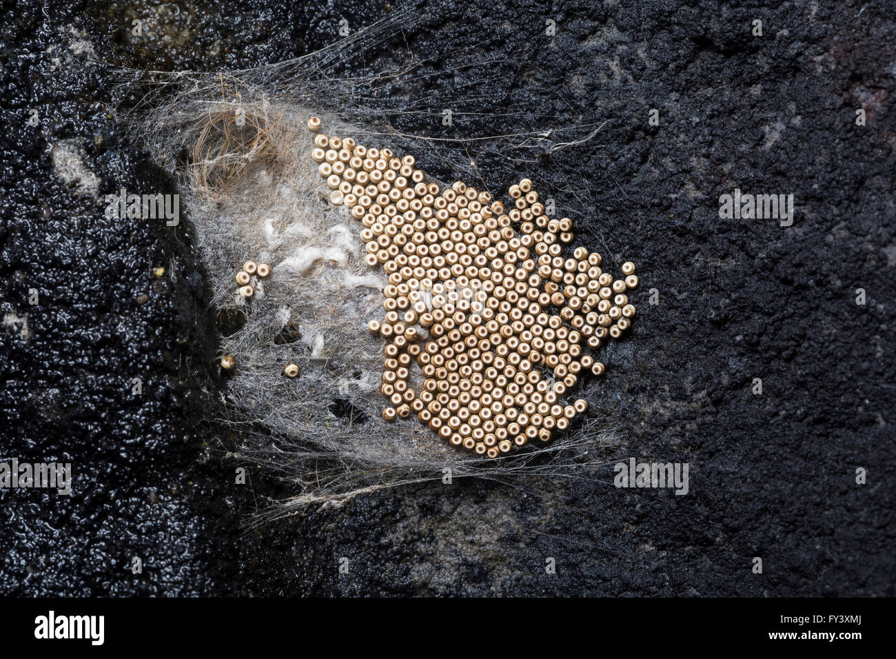 Uova di Vaporer tarma o arrugginito Tussock Moth, Orgyia antiqua, cocoon, con uova deposte al di fuori. attaccato ad una scogliera-faccia. Foto Stock