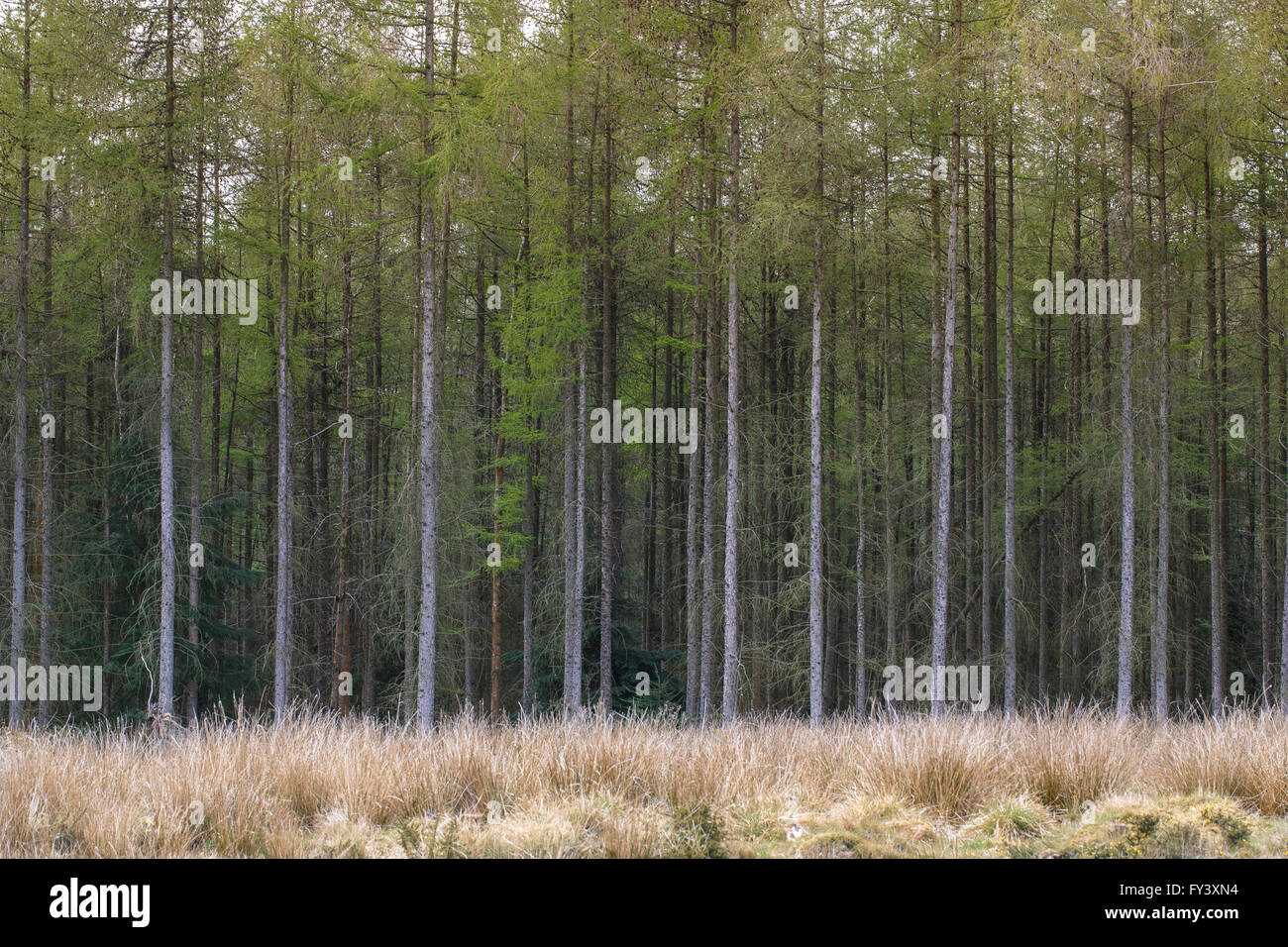 Larice Larix decidua, piantagione, Gloucestershire, Regno Unito Foto Stock