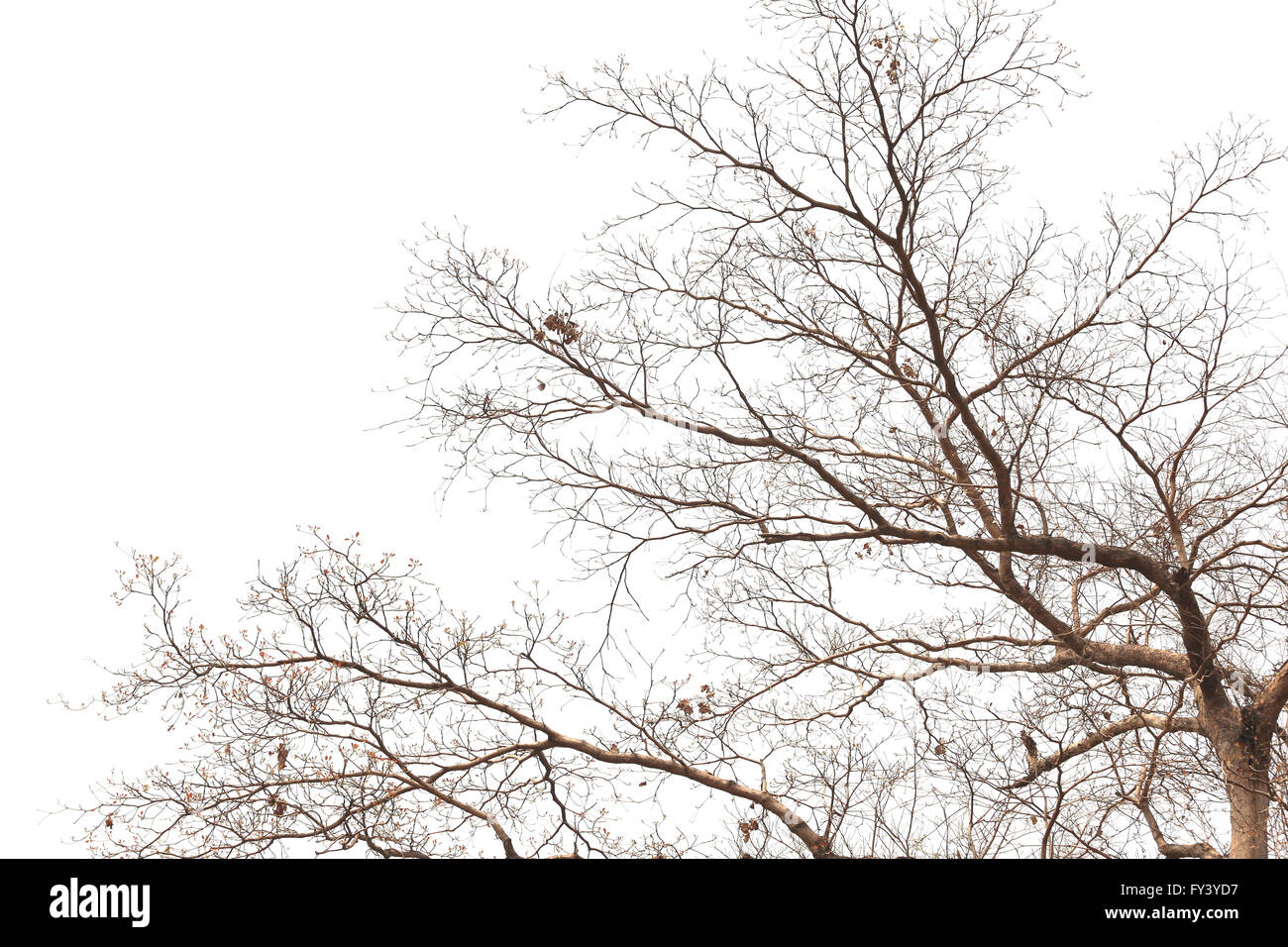 I rami di alberi morti in foreste tropicali sullo sfondo bianco. Foto Stock