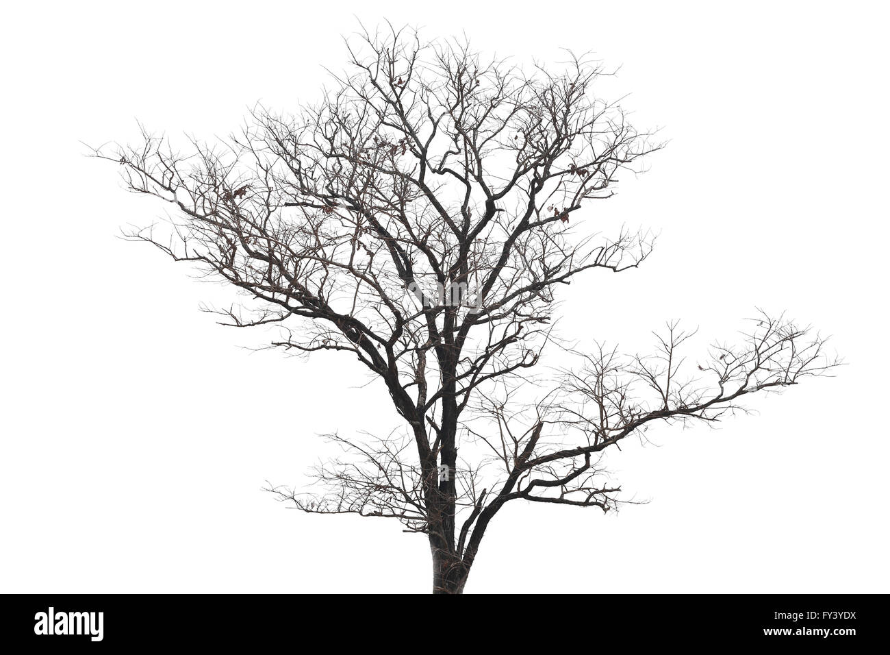 Gli alberi morti isolata su uno sfondo bianco. Foto Stock