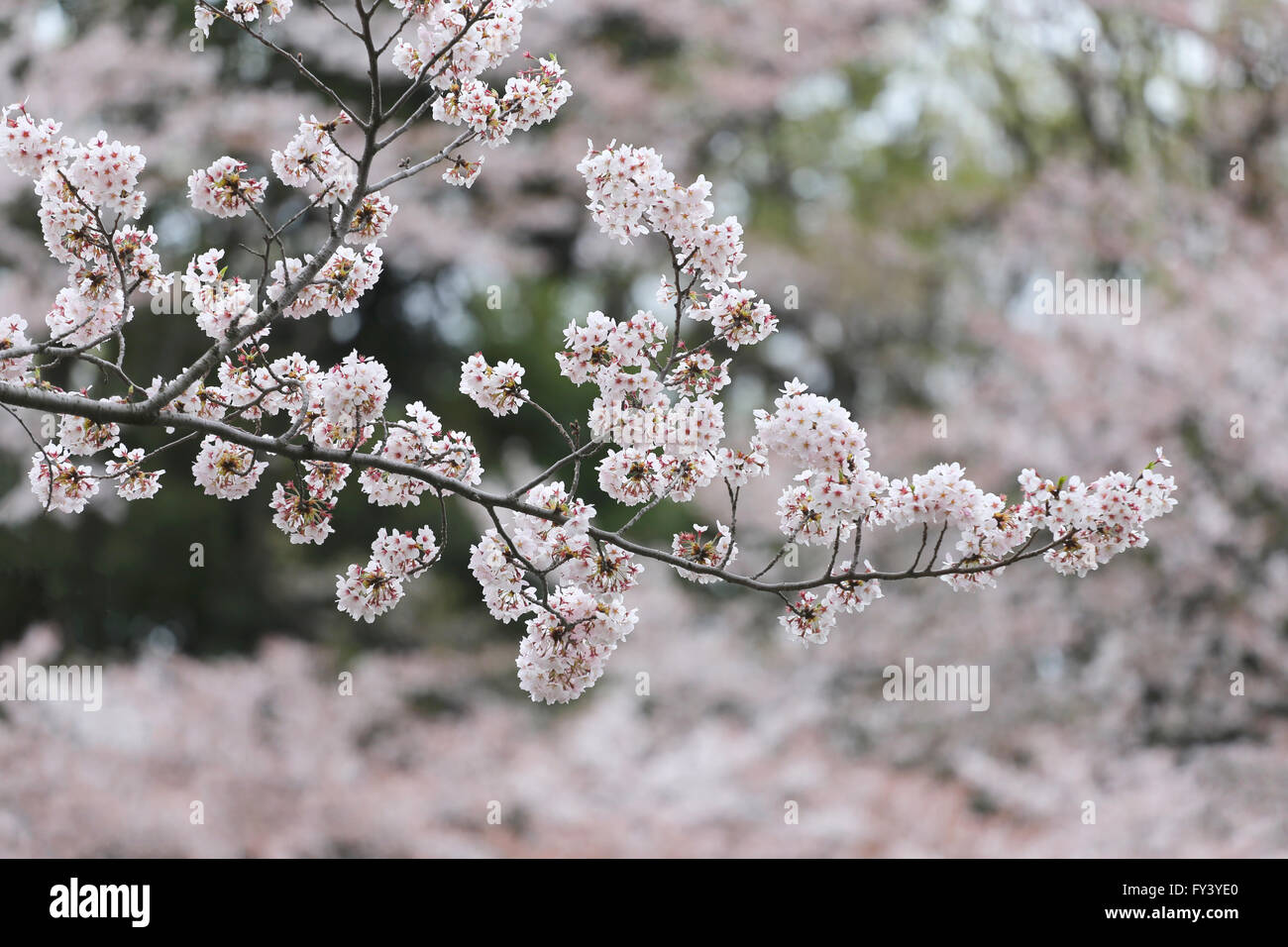 Rosa sakura fiore o fiori di ciliegio in Giappone giardino,Festival dei Fiori in Giappone prima dell'estate. Foto Stock