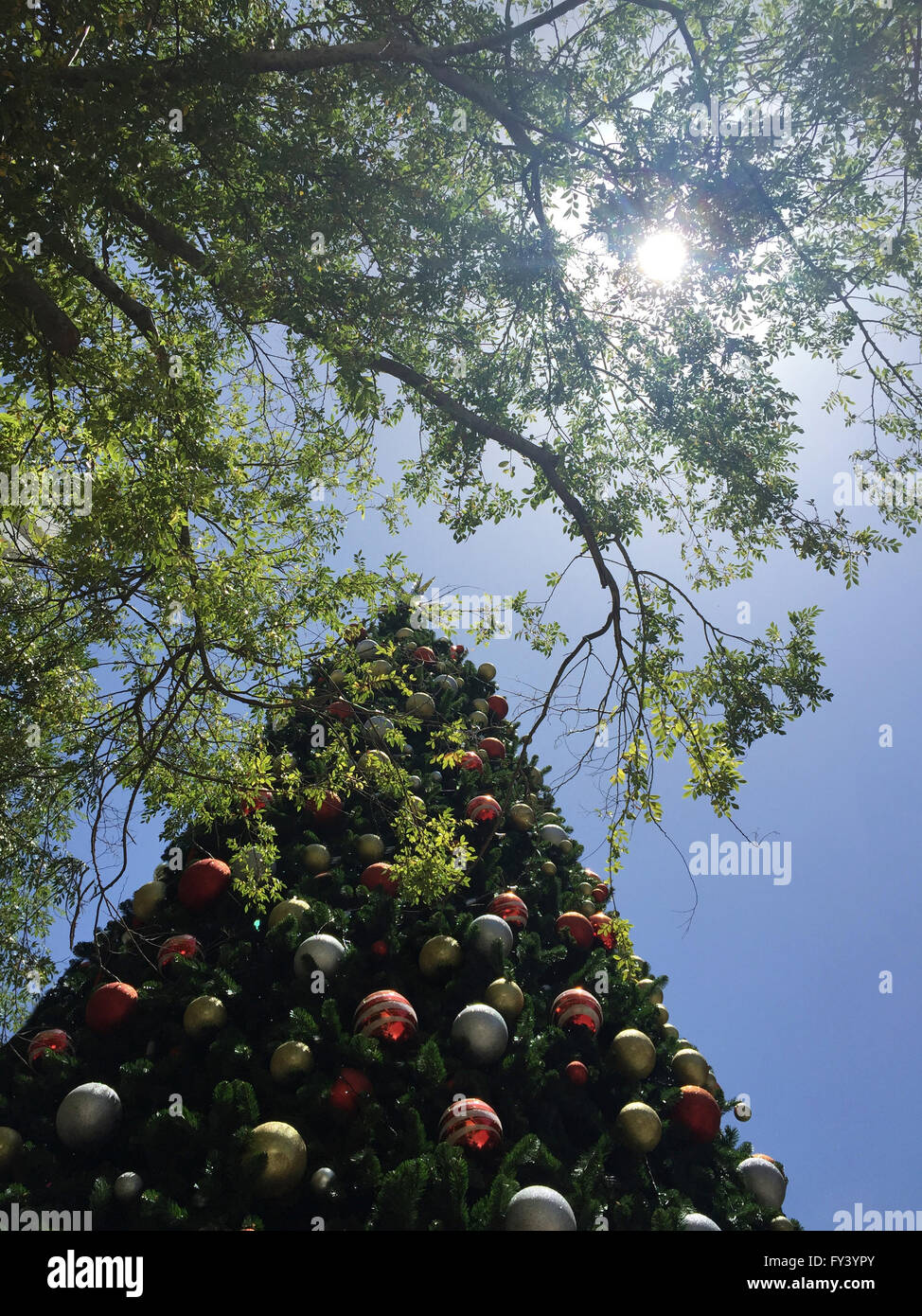 Un albero di Natale sotto il sole e ombra Foto Stock