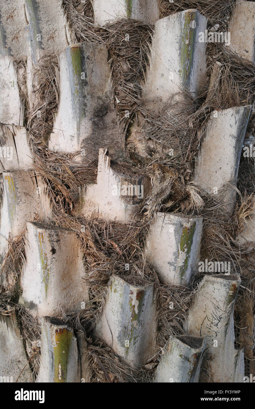 Il tronco delle palme nel giardino design per consistenza naturale. Foto Stock