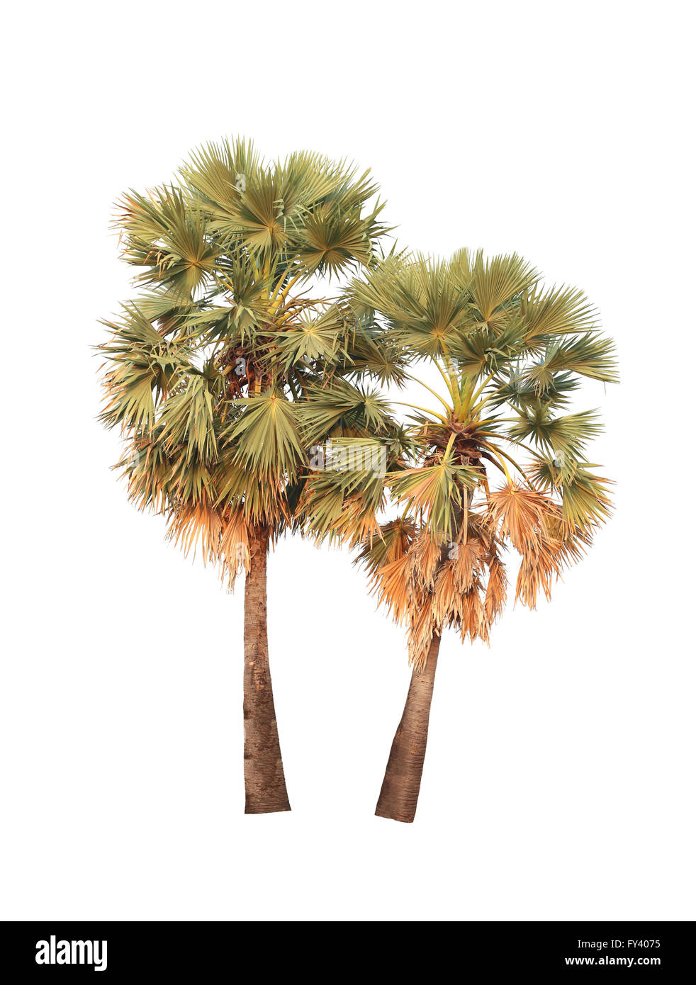 Albero tropicale o sugar palm isolati su sfondo bianco per decorate idea design naturale. Foto Stock