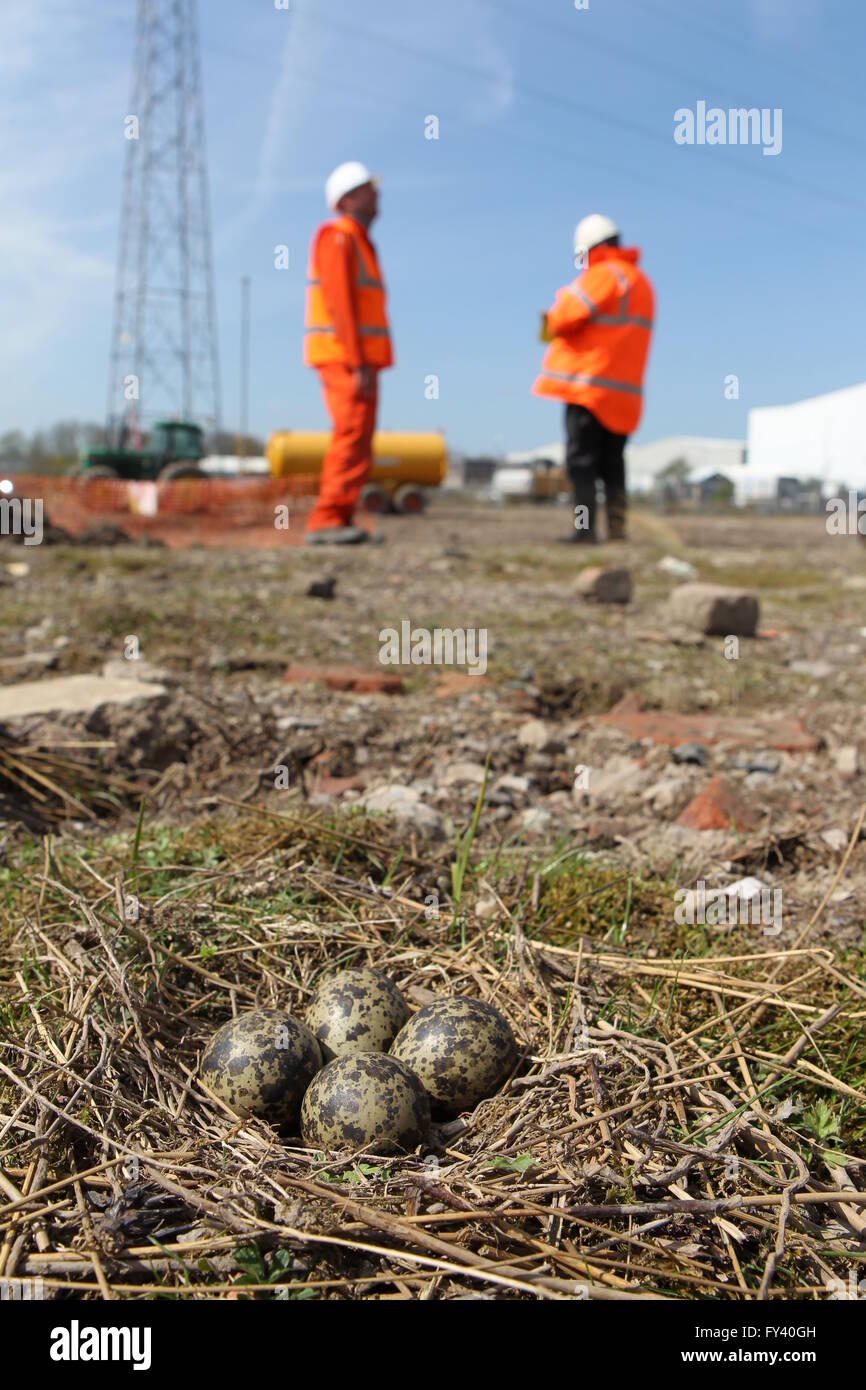 Pavoncella Vanellus vanellus nido e uova in area di costruzione, lavori di arresto fino a quando i pulcini hanno sperimentata Foto Stock