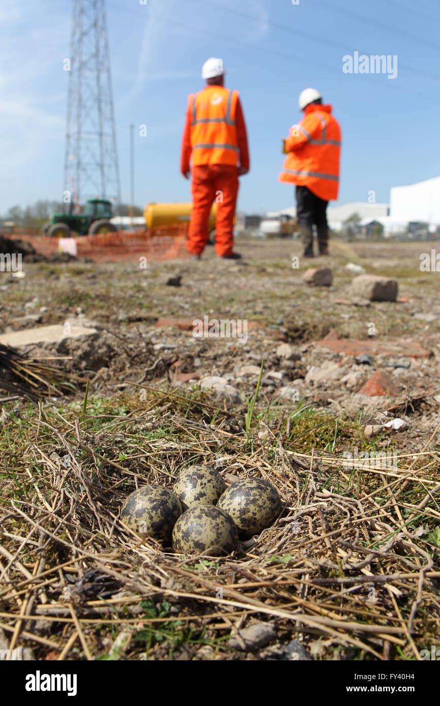 Pavoncella Vanellus vanellus nido e le uova sulla zona di costruzione Lavori di arresto fino a quando i pulcini hanno sperimentata Foto Stock