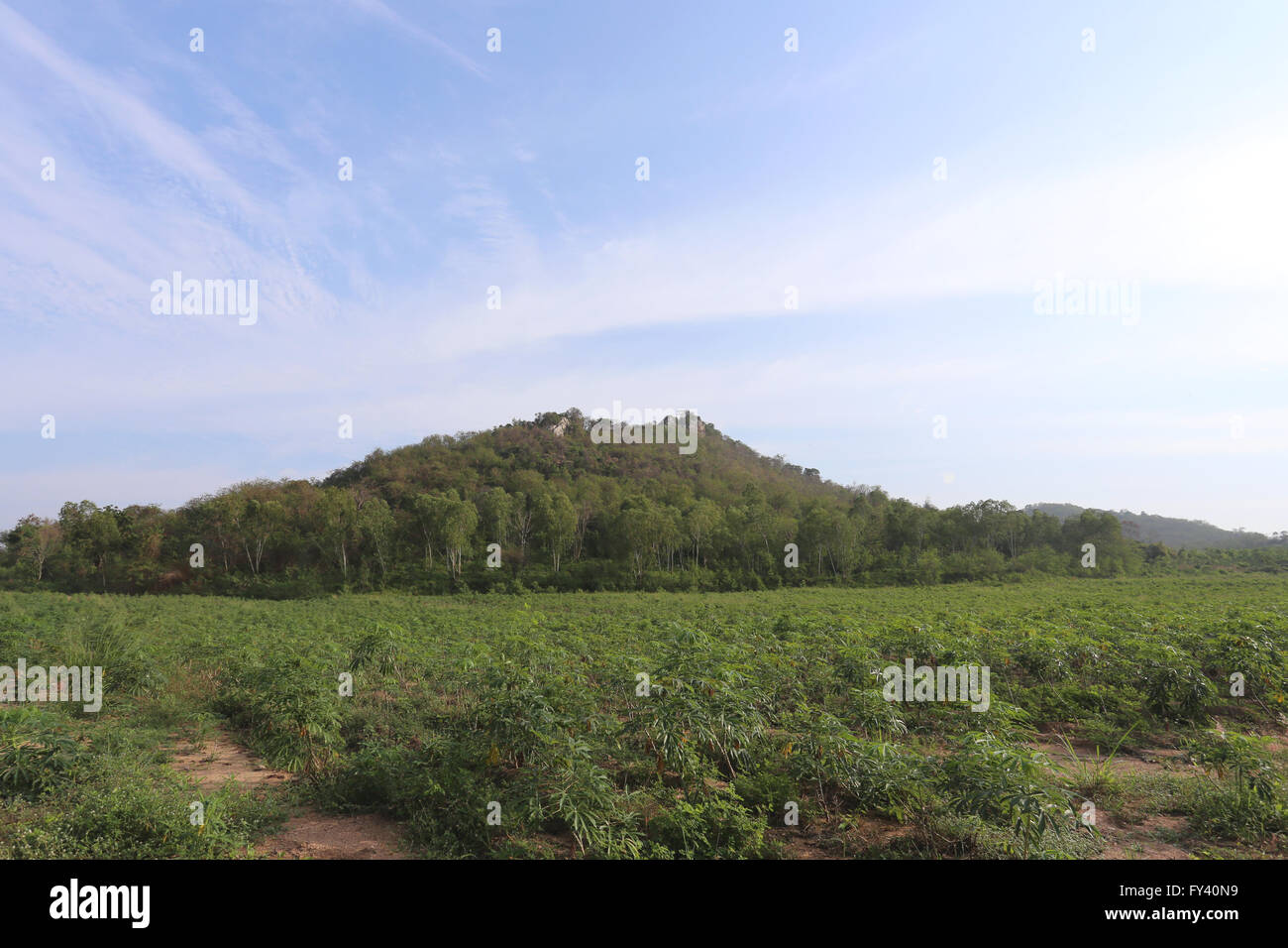 Vista sulla campagna di montagna verde nel settore agricolo della Thailandia. Foto Stock