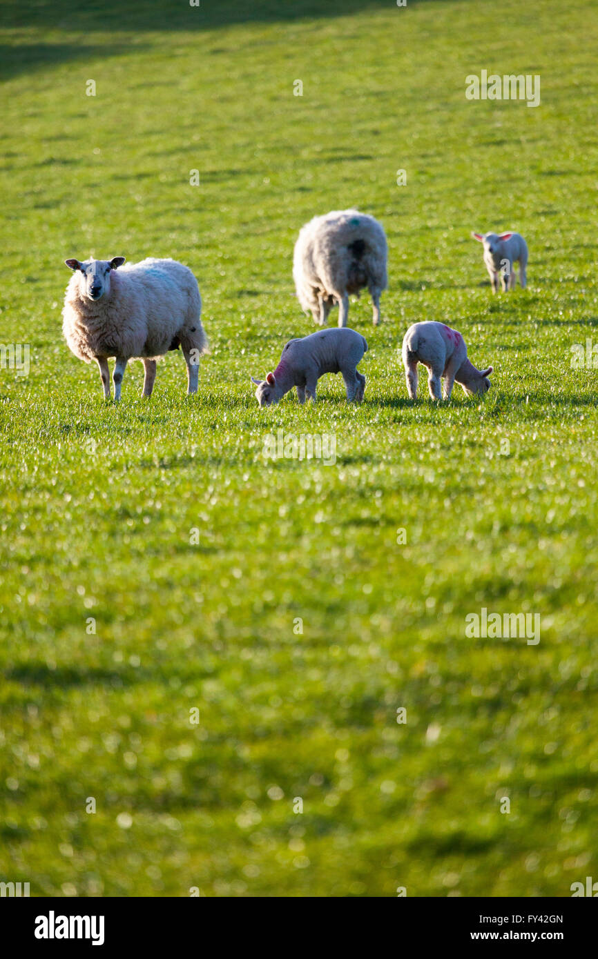 Flintshire, Galles del Nord, Regno Unito. Xxi Aprile 2016. Regno Unito Meteo- ovini godendo di un clima caldo e su quello che potrebbe essere un altro giorno caldo per Flintshire, il Galles del Nord, Regno Unito Foto Stock