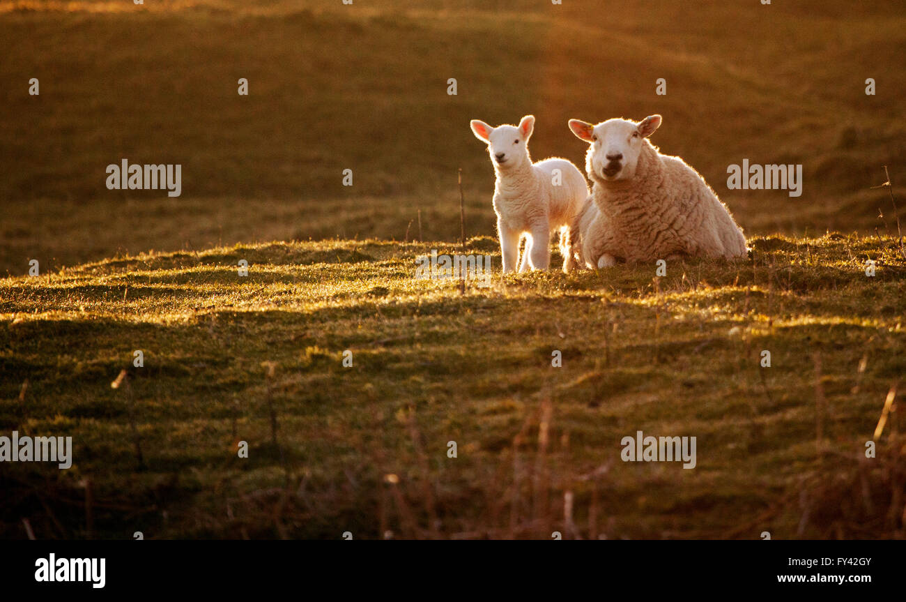 Pecora e abbacchio in sole mattutino come giorno rompe su un altopiano di allevamento di pecore sulla montagna halkyn, flintshire, Wales, Regno Unito Foto Stock