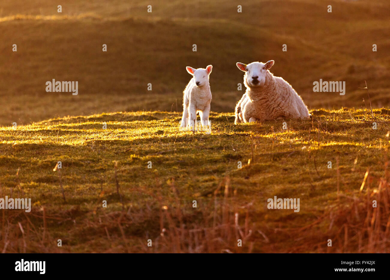Flintshire, Galles del Nord, Regno Unito. Regno Unito Meteo- Pecora e agnello godendovi l'alba su quello che potrebbe essere un altro giorno caldo per Flintshire, il Galles del Nord, Regno Unito Foto Stock
